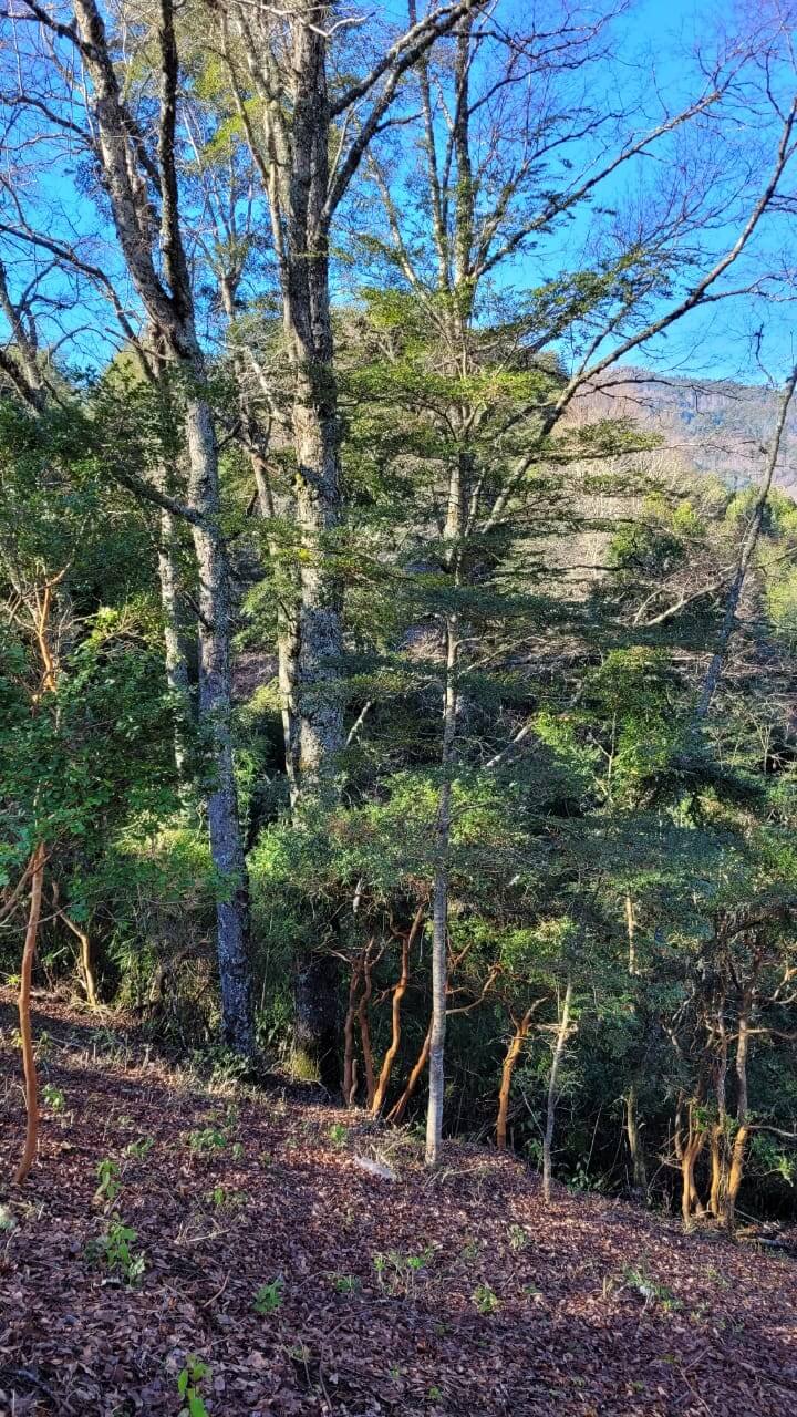  Hermosa Cabaña! en parcela de 5000m2 en Caburgua
 