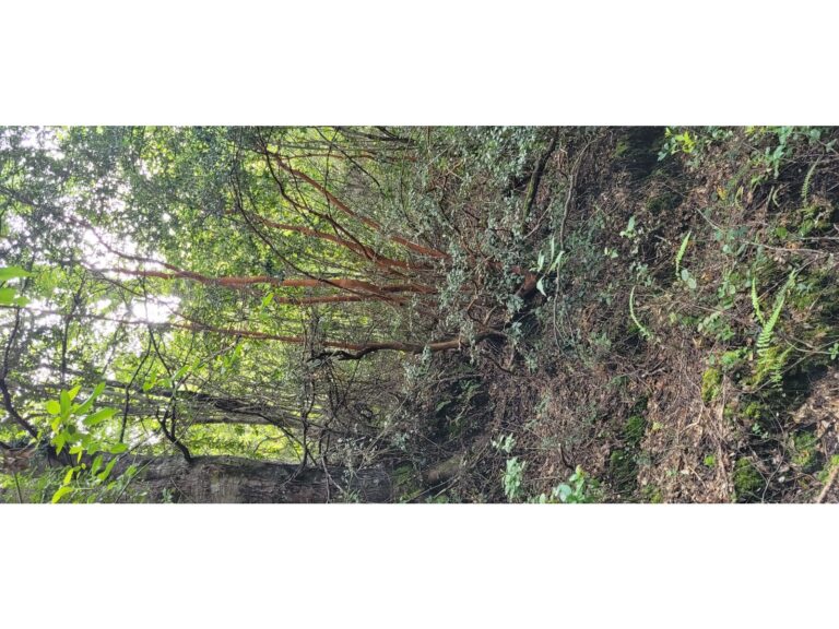 PARCELA EN PUCÓN ,LA BARDA 9000M2