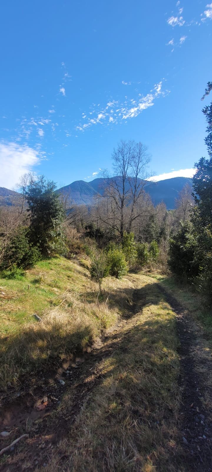 Parcela plana con lomajes en Condominio Altos del Huife - Parcela altos del huife 08 sendero interior vista montana