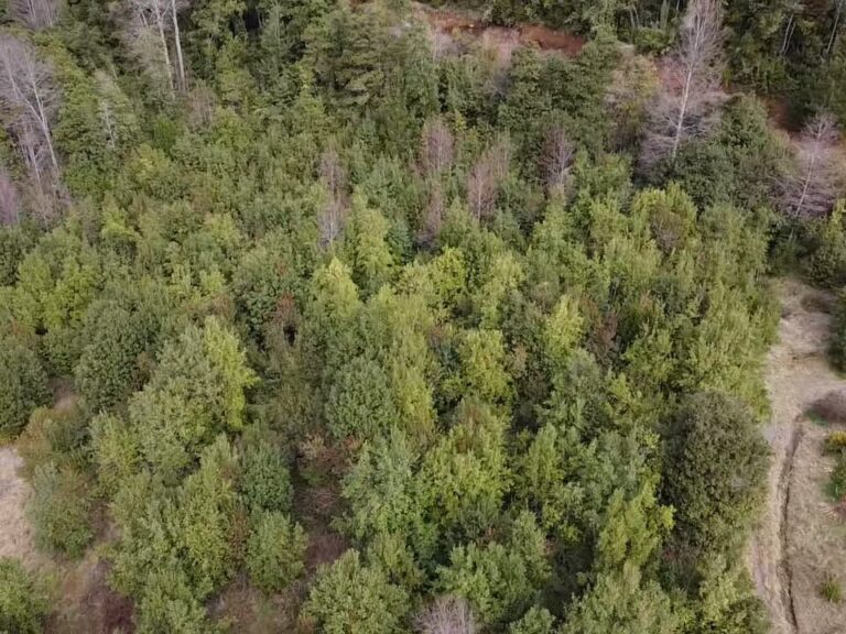 Parcela plana con lomajes en Condominio Altos del Huife - Parcela altos del huife 09 vista aerea bosque nativo